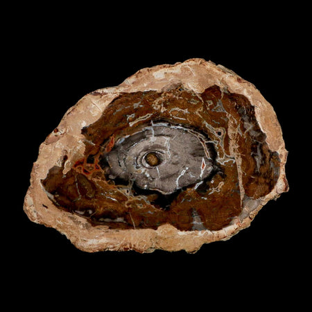 5.1" Fossilized Polished Petrified Wood Branch Madagascar 66-225 Million Yrs Old