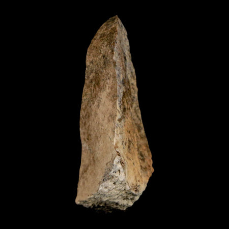 1.6" Tyrannosaurus Rex Fossil Bone Dinosaur Lance Creek Formation Wyoming COA