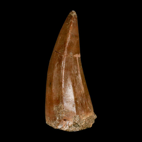 XL 2.2" Mosasaur Hoffmanni Fossil Tooth Cretaceous Dinosaur Era COA & Stand - Fossil Age Minerals