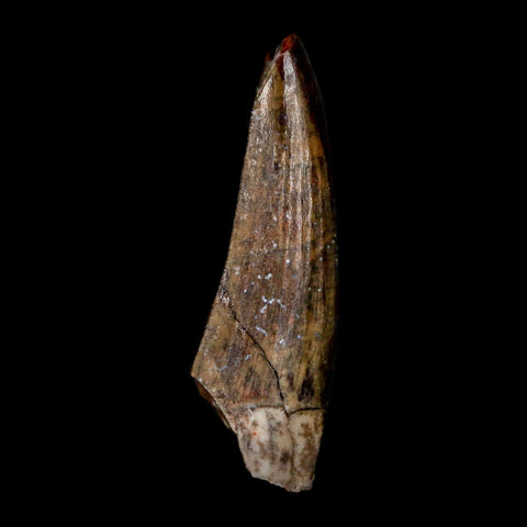 1.3" Suchomimus Fossil Tooth Cretaceous Spinosaurid Dinosaur Elraz FM Niger COA - Fossil Age Minerals