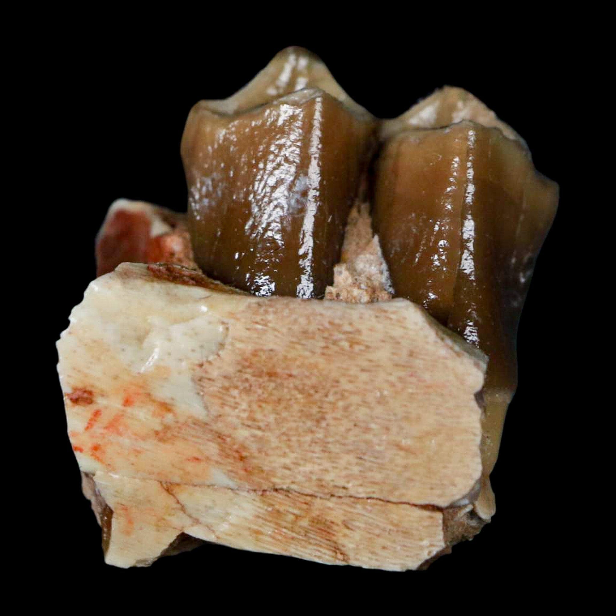 0.6" Poebrotherium Wilsoni Fossil Jaw Teeth Primitive Camel SD Badlands COA Display - Fossil Age Minerals
