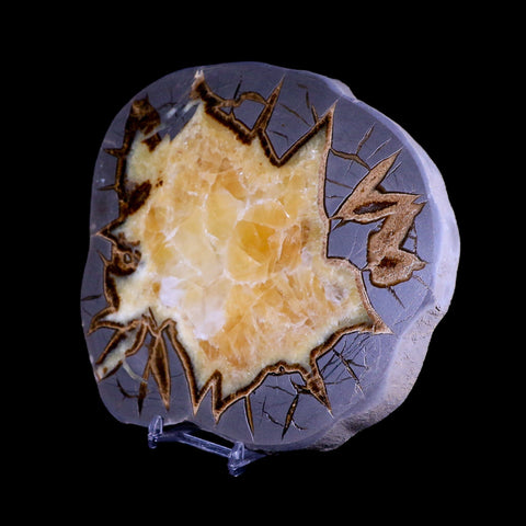 6.8" Septarian Dragon Stone Polished Slice Mineral Specimen Utah Stand - Fossil Age Minerals