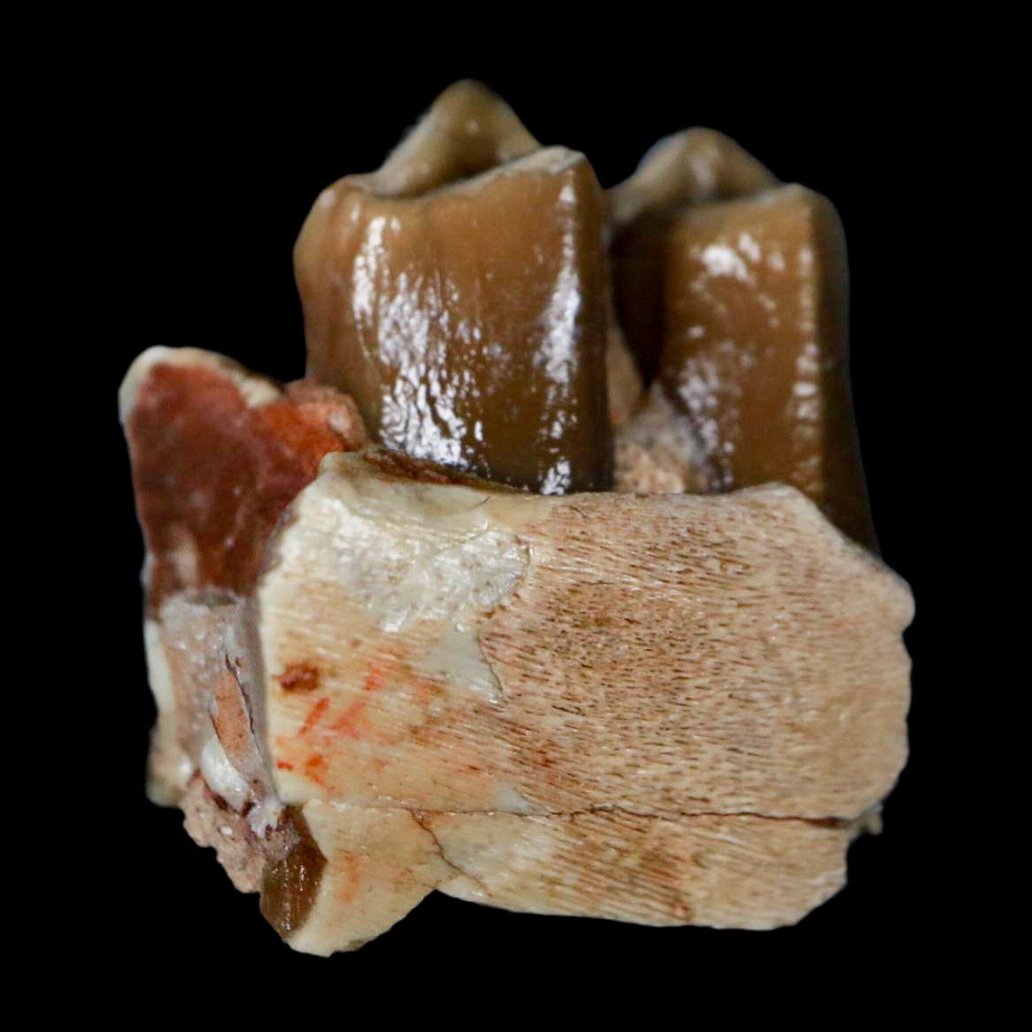0.6" Poebrotherium Wilsoni Fossil Jaw Teeth Primitive Camel SD Badlands COA Display - Fossil Age Minerals