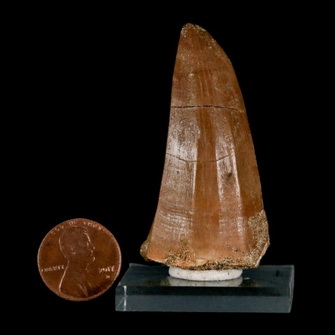 XL 2.2" Mosasaur Hoffmanni Fossil Tooth Cretaceous Dinosaur Era COA & Stand - Fossil Age Minerals