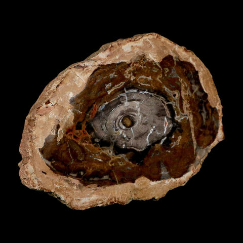 5.1" Fossilized Polished Petrified Wood Branch Madagascar 66-225 Million Yrs Old - Fossil Age Minerals