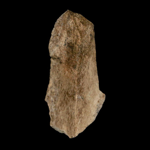 1.6" Tyrannosaurus Rex Fossil Bone Dinosaur Lance Creek Formation Wyoming COA - Fossil Age Minerals