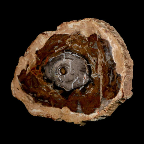 5.1" Fossilized Polished Petrified Wood Branch Madagascar 66-225 Million Yrs Old - Fossil Age Minerals