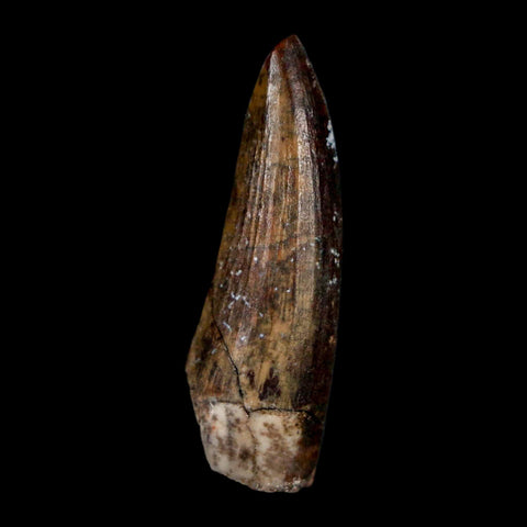 1.3" Suchomimus Fossil Tooth Cretaceous Spinosaurid Dinosaur Elraz FM Niger COA - Fossil Age Minerals