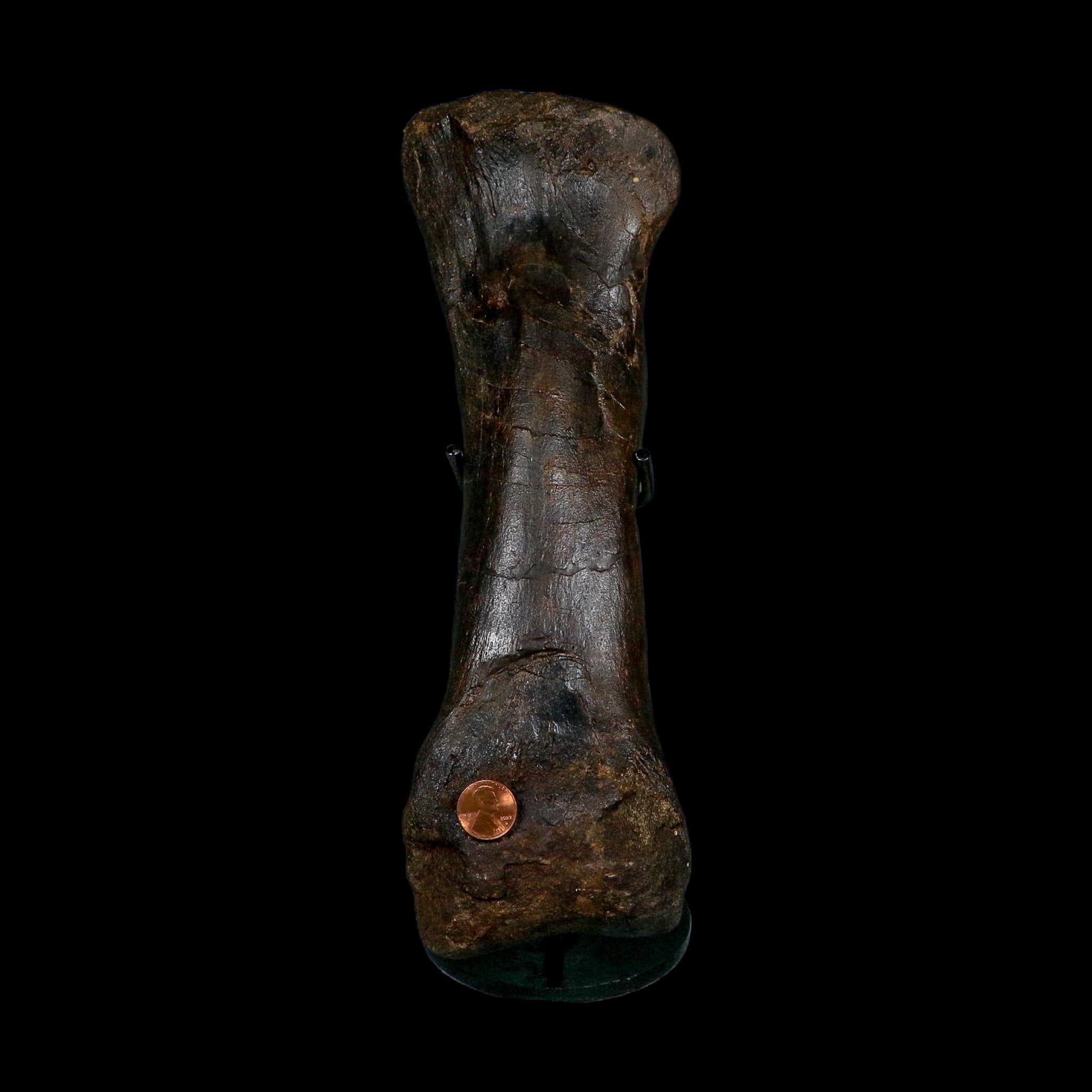 11.5" Hypacrosaurus Dinosaur Fossil Toe Bone Two Medicine FM MT COA And Stand