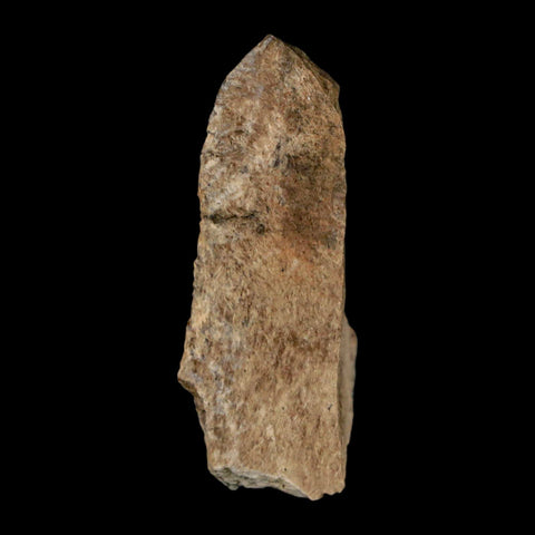 1.6" Tyrannosaurus Rex Fossil Bone Dinosaur Lance Creek Formation Wyoming COA - Fossil Age Minerals