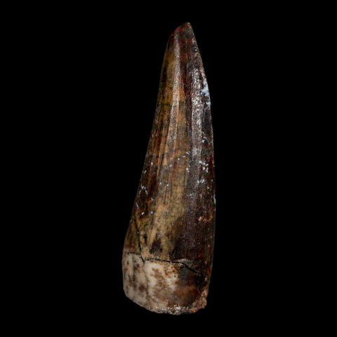 1.3" Suchomimus Fossil Tooth Cretaceous Spinosaurid Dinosaur Elraz FM Niger COA - Fossil Age Minerals
