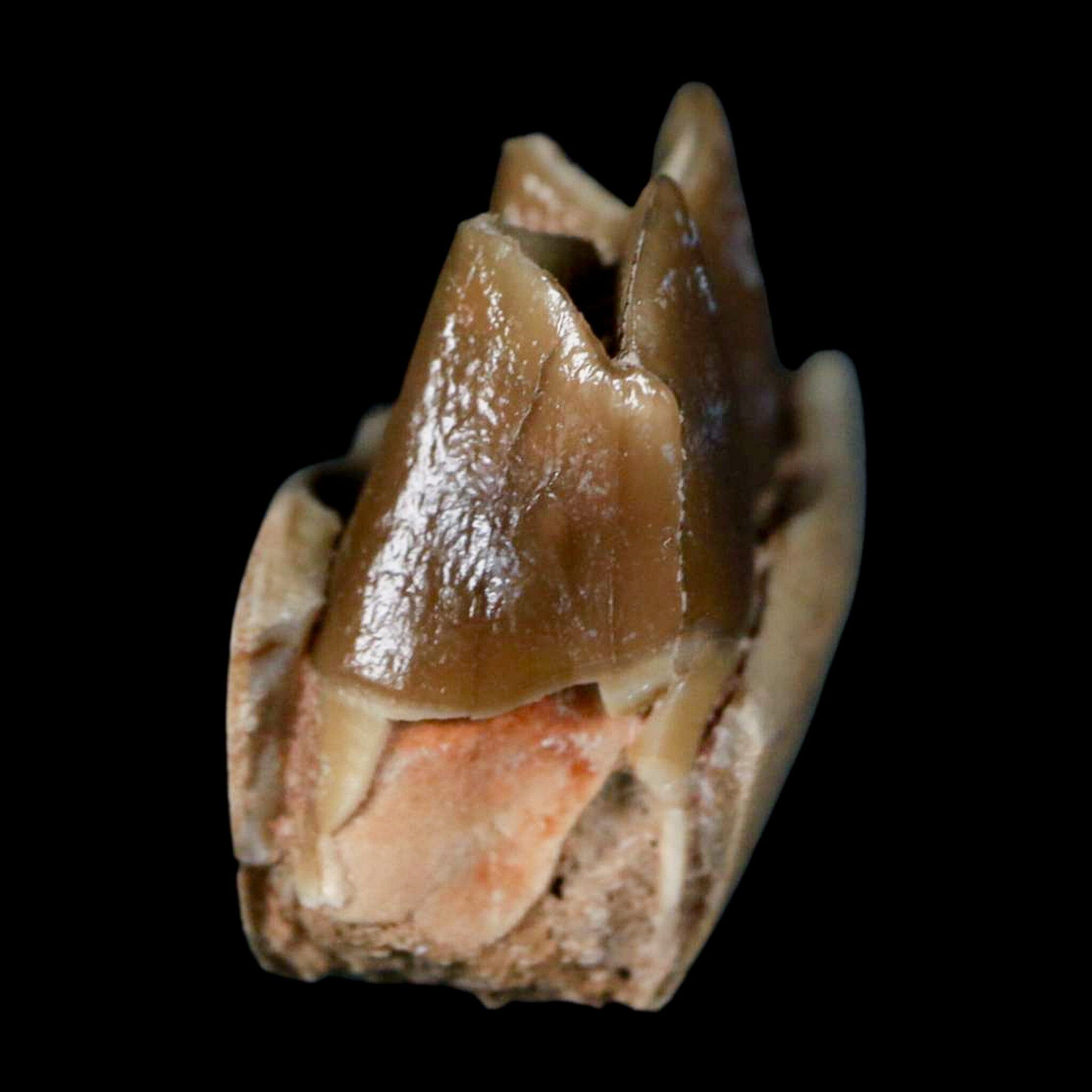 0.6" Poebrotherium Wilsoni Fossil Jaw Teeth Primitive Camel SD Badlands COA Display - Fossil Age Minerals