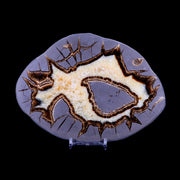 6.7" Septarian Dragon Stone Polished Slice Mineral Specimen Utah Stand