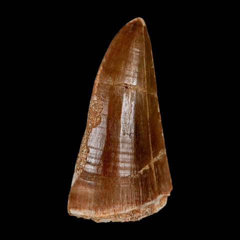 XL 2.4" Tylosaurus Mosasaur Fossil Tooth Cretaceous Dinosaur Era COA, Stand