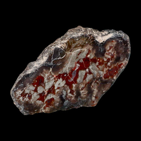 4.7" Dinosaur Coprolite Fossil Polished Slab Specimen Poop Dung Harry Mountain Utah