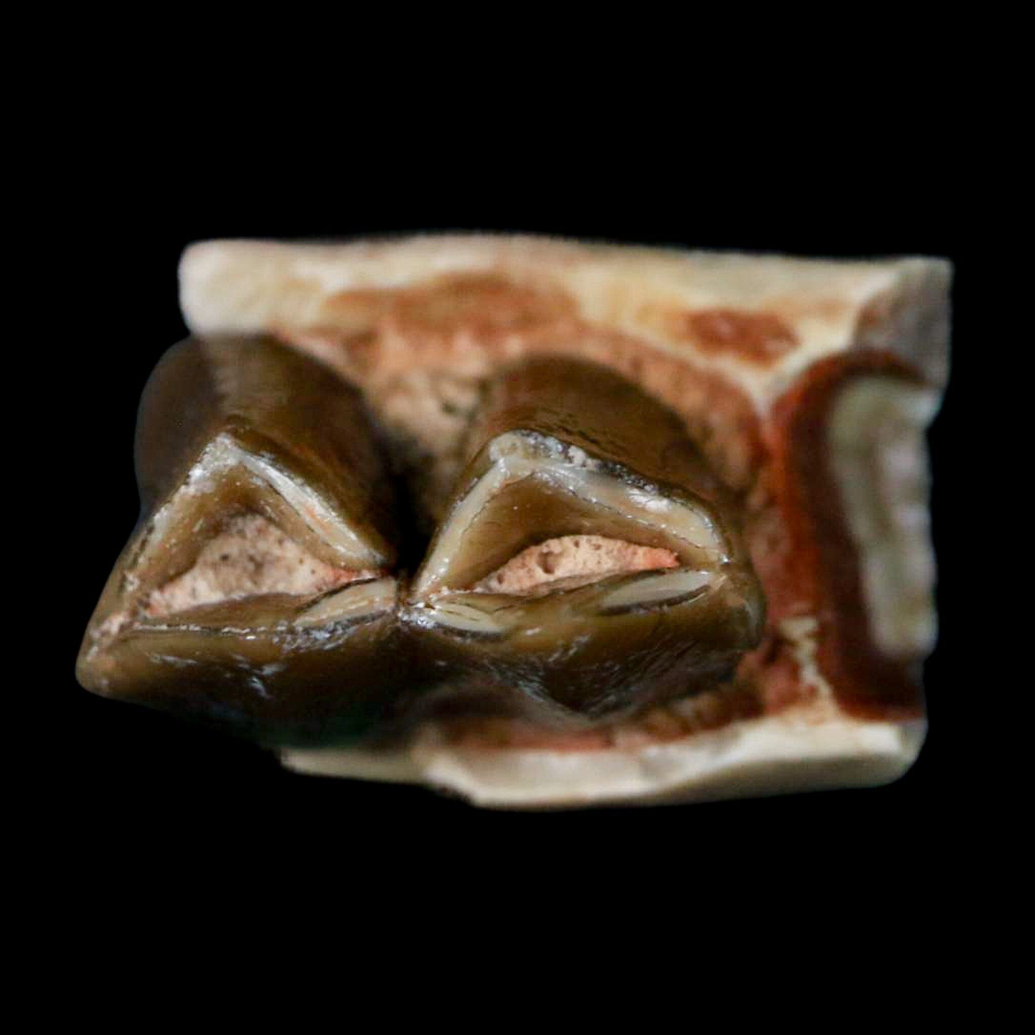 0.6" Poebrotherium Wilsoni Fossil Jaw Teeth Primitive Camel SD Badlands COA Display - Fossil Age Minerals