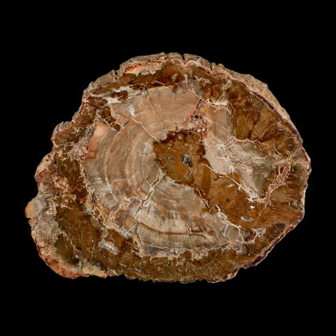 4.3" Fossilized Polished Petrified Wood Branch Madagascar 66-225 Million Yrs Old - Fossil Age Minerals