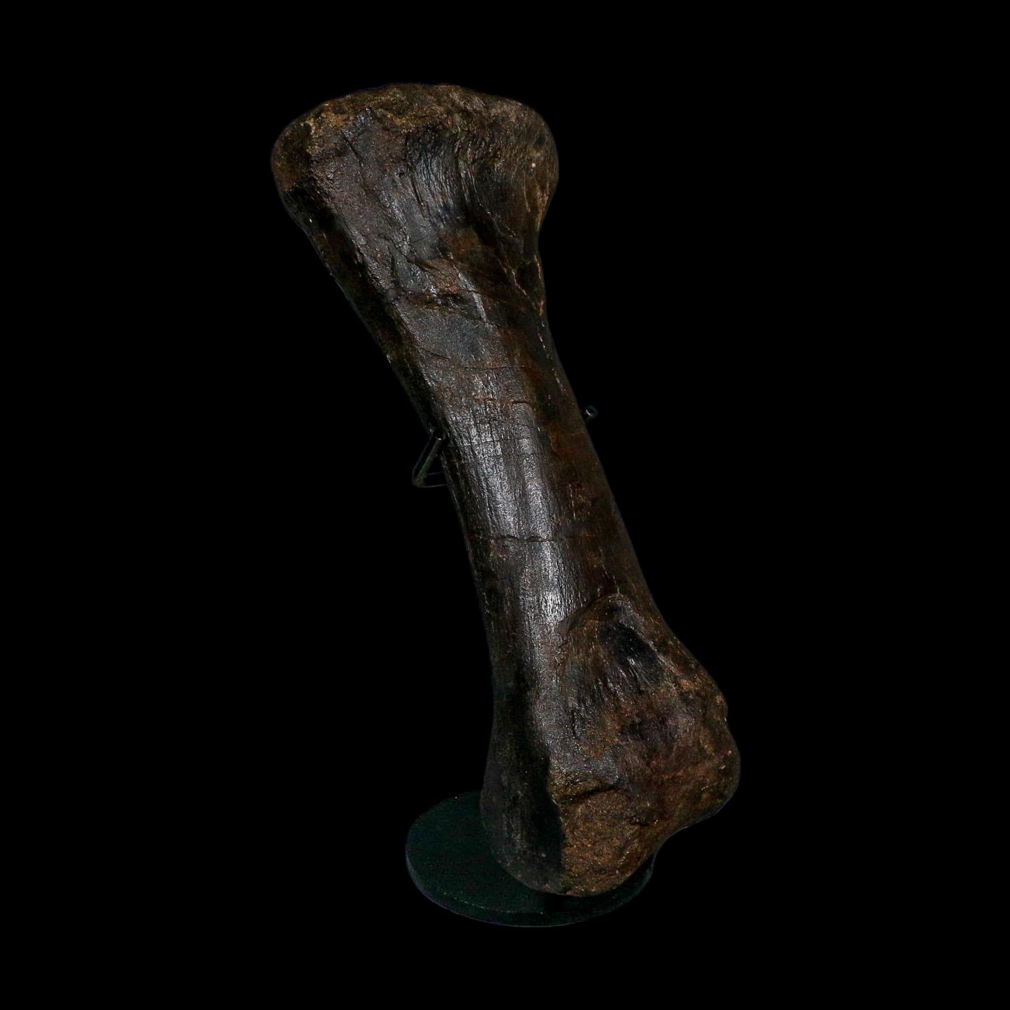 11.5" Hypacrosaurus Dinosaur Fossil Toe Bone Two Medicine FM MT COA And Stand