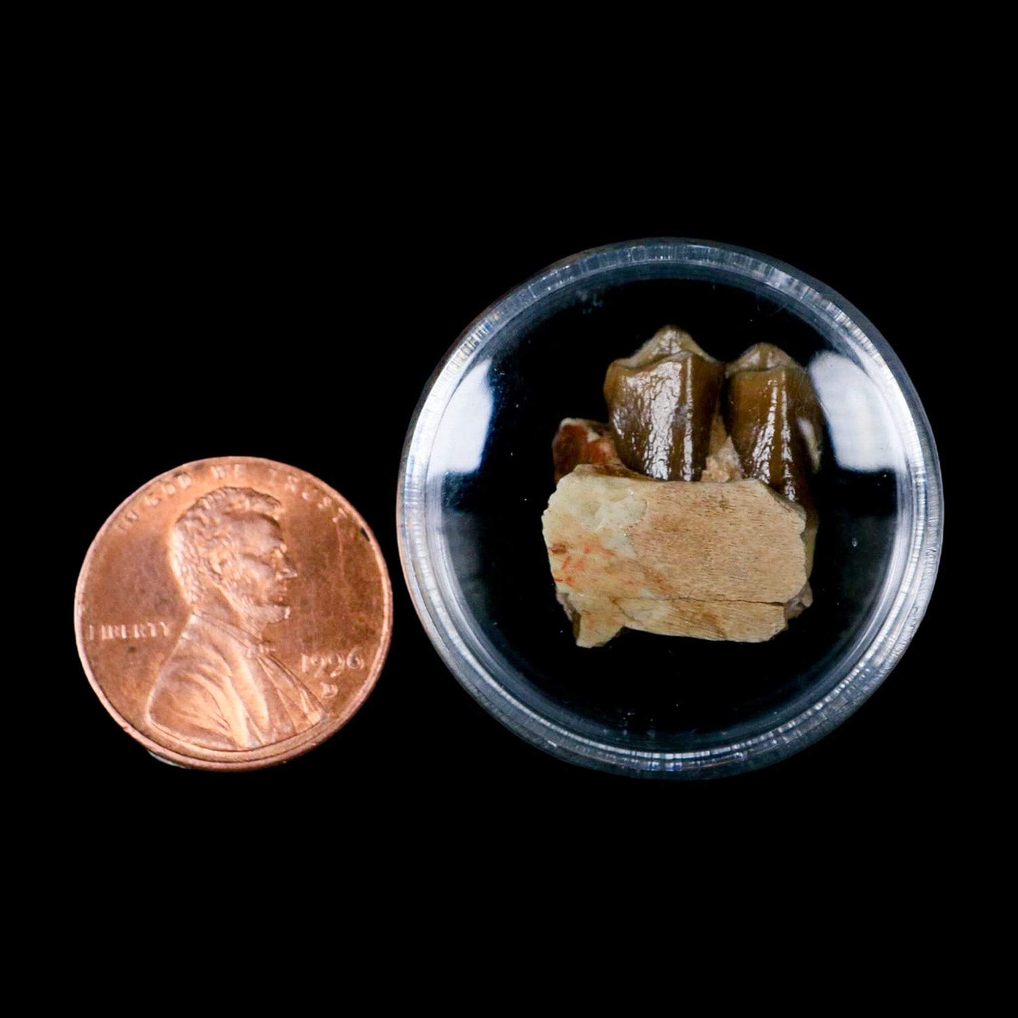 0.6" Poebrotherium Wilsoni Fossil Jaw Teeth Primitive Camel SD Badlands COA Display - Fossil Age Minerals