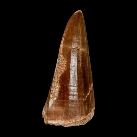 XL 2.4" Tylosaurus Mosasaur Fossil Tooth Cretaceous Dinosaur Era COA, Stand
