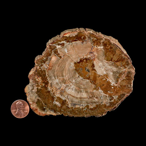 4.3" Fossilized Polished Petrified Wood Branch Madagascar 66-225 Million Yrs Old - Fossil Age Minerals