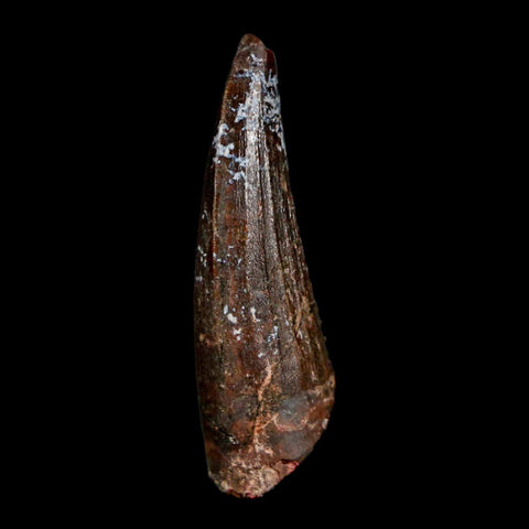 1.3" Suchomimus Fossil Tooth Cretaceous Spinosaurid Dinosaur Elraz FM Niger COA - Fossil Age Minerals