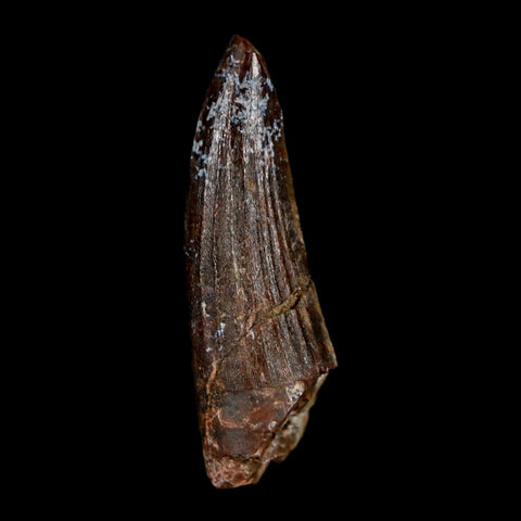 1.3" Suchomimus Fossil Tooth Cretaceous Spinosaurid Dinosaur Elraz FM Niger COA - Fossil Age Minerals