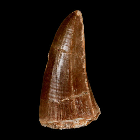 XL 2.4" Tylosaurus Mosasaur Fossil Tooth Cretaceous Dinosaur Era COA, Stand
