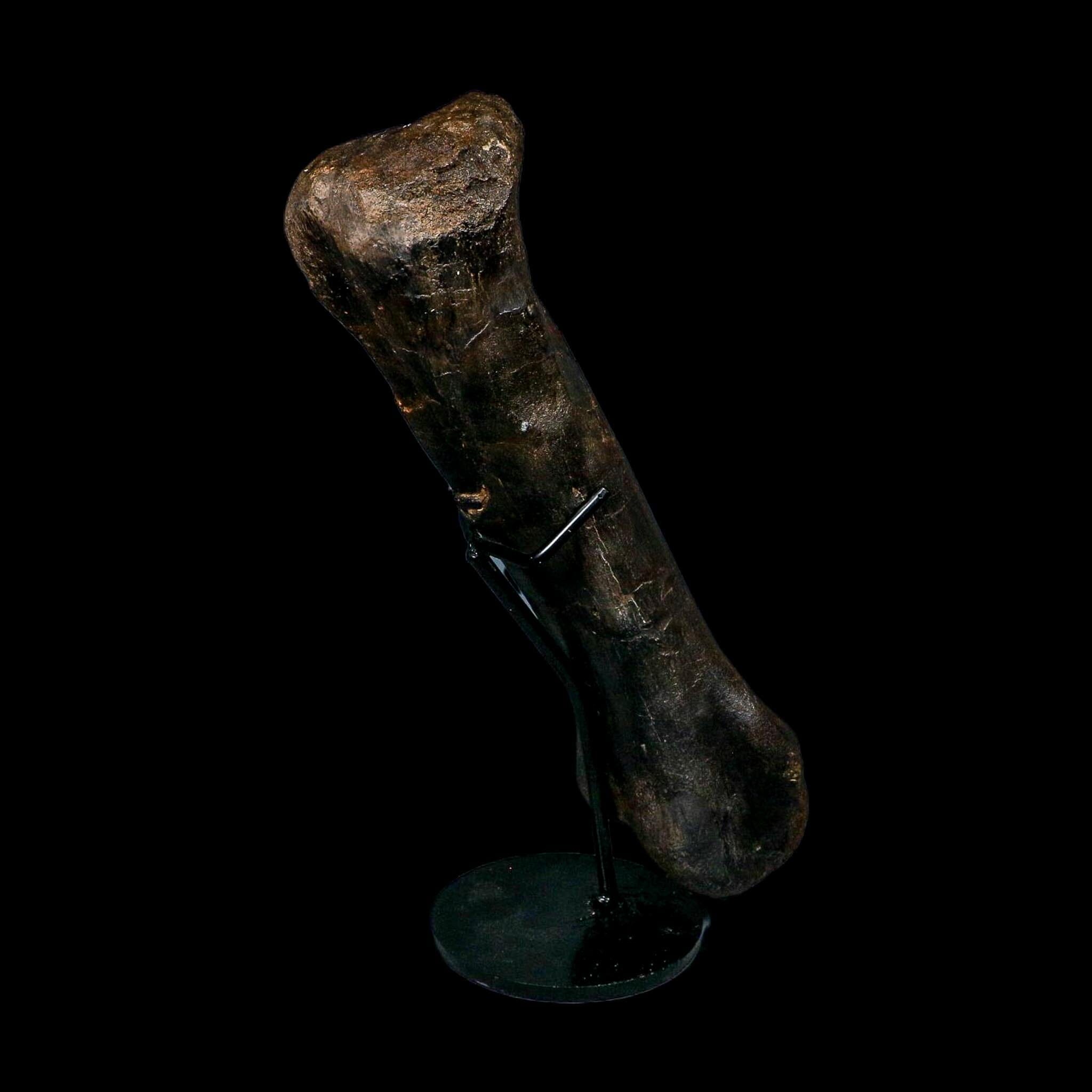 11.5" Hypacrosaurus Dinosaur Fossil Toe Bone Two Medicine FM MT COA And Stand