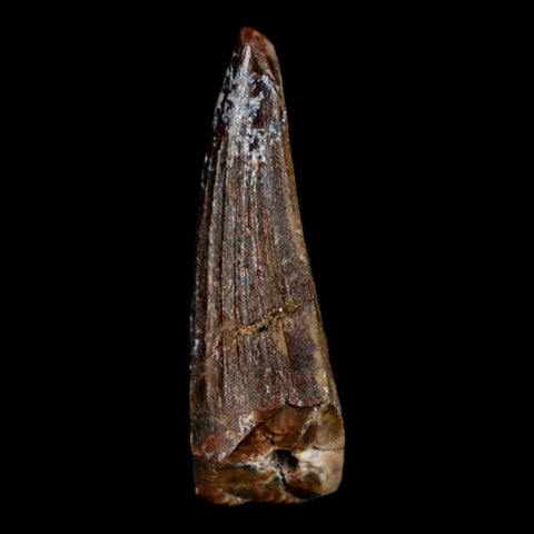 1.3" Suchomimus Fossil Tooth Cretaceous Spinosaurid Dinosaur Elraz FM Niger COA - Fossil Age Minerals