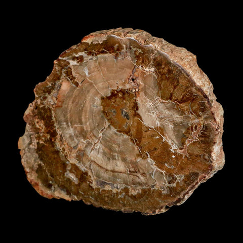 4.3" Fossilized Polished Petrified Wood Branch Madagascar 66-225 Million Yrs Old - Fossil Age Minerals