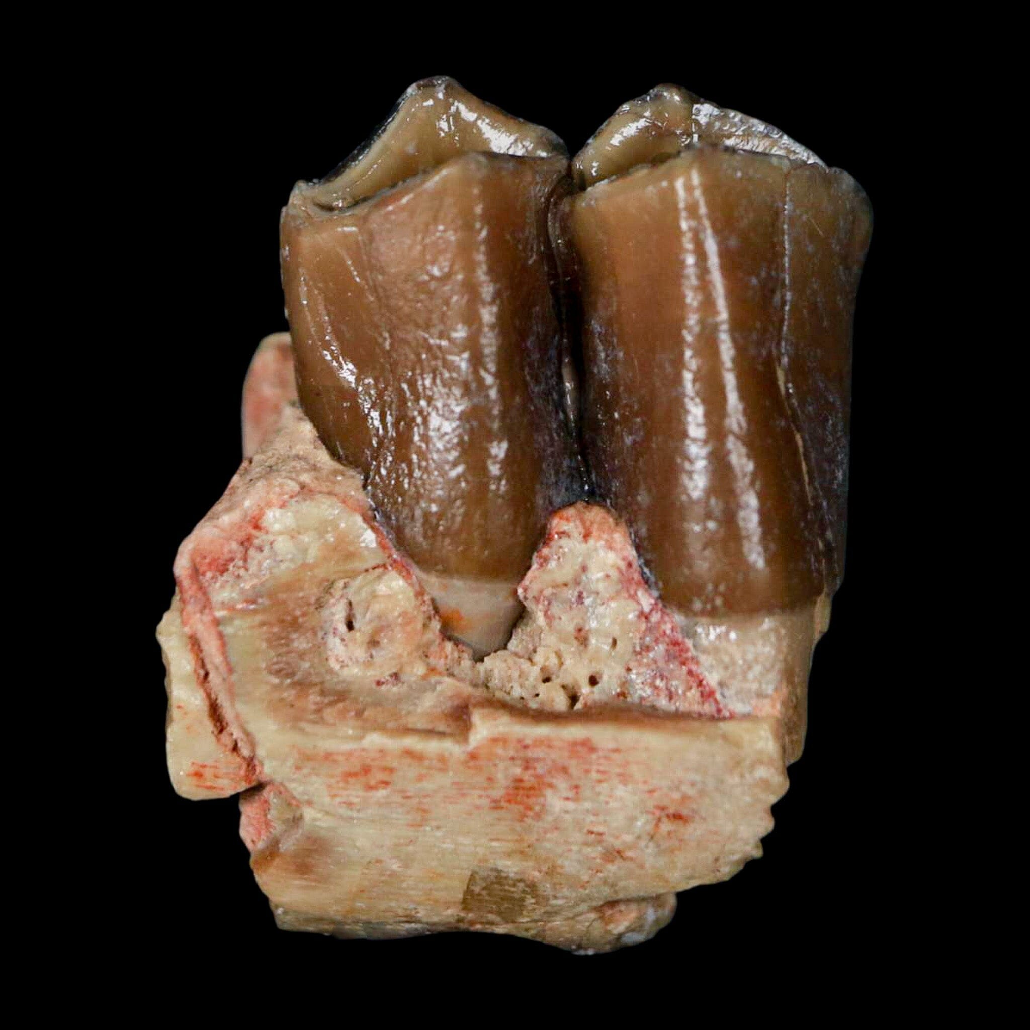 0.9" Poebrotherium Wilsoni Fossil Jaw Teeth Primitive Camel SD Badlands COA Display - Fossil Age Minerals