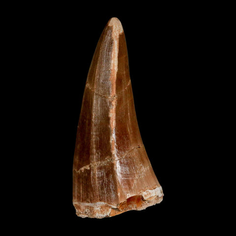 XL 2.4" Tylosaurus Mosasaur Fossil Tooth Cretaceous Dinosaur Era COA, Stand