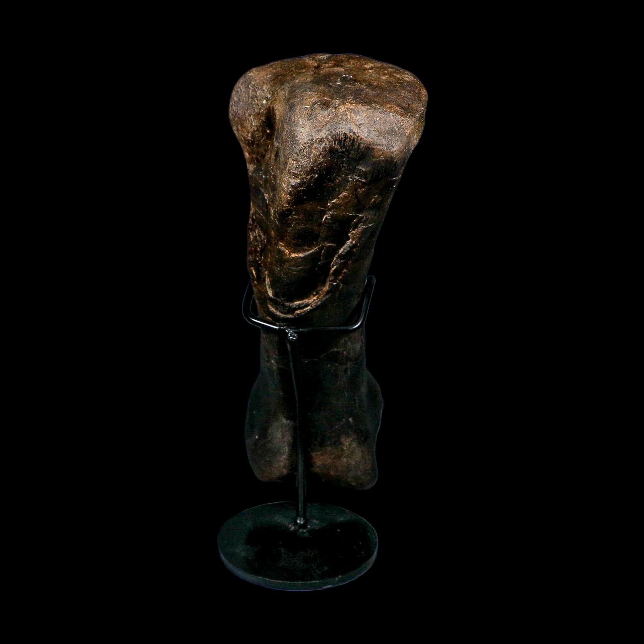 11.5" Hypacrosaurus Dinosaur Fossil Toe Bone Two Medicine FM MT COA And Stand