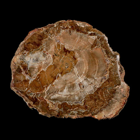 4.3" Fossilized Polished Petrified Wood Branch Madagascar 66-225 Million Yrs Old