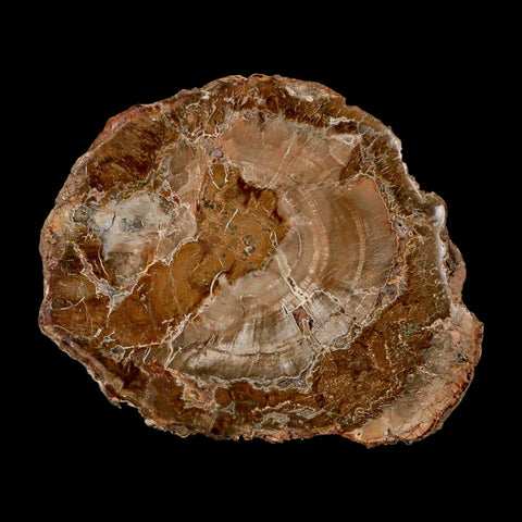 4.3" Fossilized Polished Petrified Wood Branch Madagascar 66-225 Million Yrs Old - Fossil Age Minerals