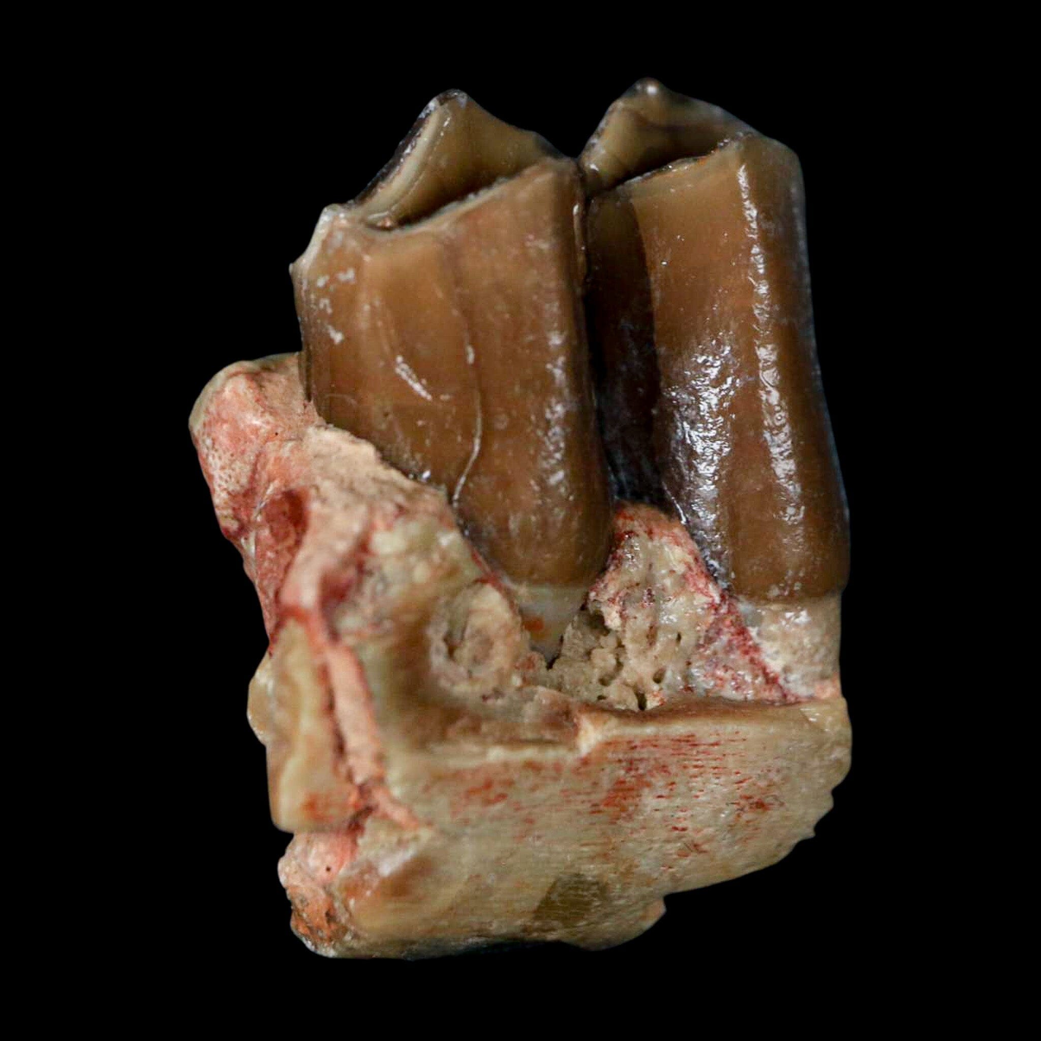 0.9" Poebrotherium Wilsoni Fossil Jaw Teeth Primitive Camel SD Badlands COA Display - Fossil Age Minerals
