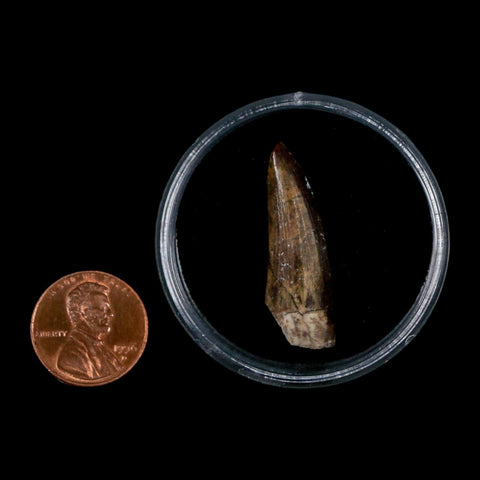 1.3" Suchomimus Fossil Tooth Cretaceous Spinosaurid Dinosaur Elraz FM Niger COA - Fossil Age Minerals