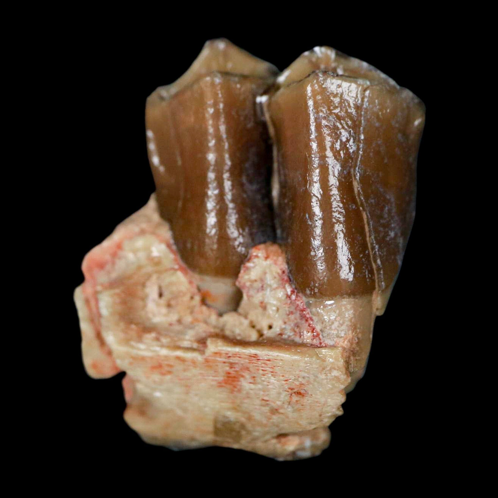 0.9" Poebrotherium Wilsoni Fossil Jaw Teeth Primitive Camel SD Badlands COA Display - Fossil Age Minerals