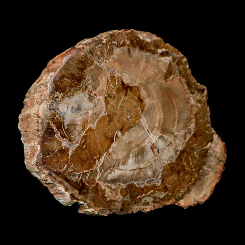 4.3" Fossilized Polished Petrified Wood Branch Madagascar 66-225 Million Yrs Old - Fossil Age Minerals