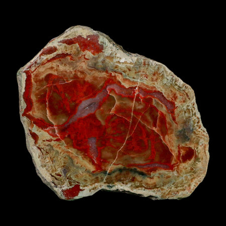 3.4" Dinosaur Coprolite Fossil Polished Slab Specimen Poop Dung Harry Mountain Utah