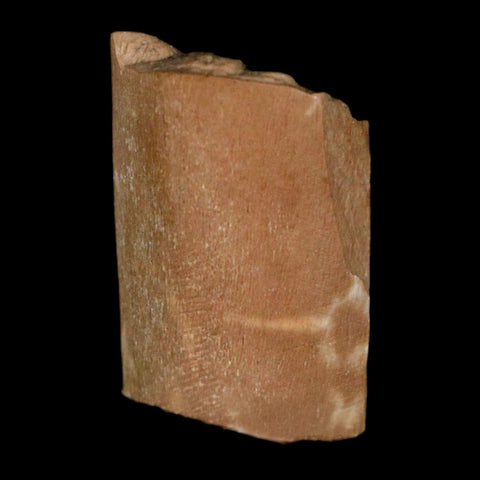 0.9" Tyrannosaurus Rex Fossil Bone Dinosaur Lance Creek Formation Wyoming COA - Fossil Age Minerals