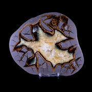 6.7" Septarian Dragon Stone Polished Slice Mineral Specimen Utah Stand