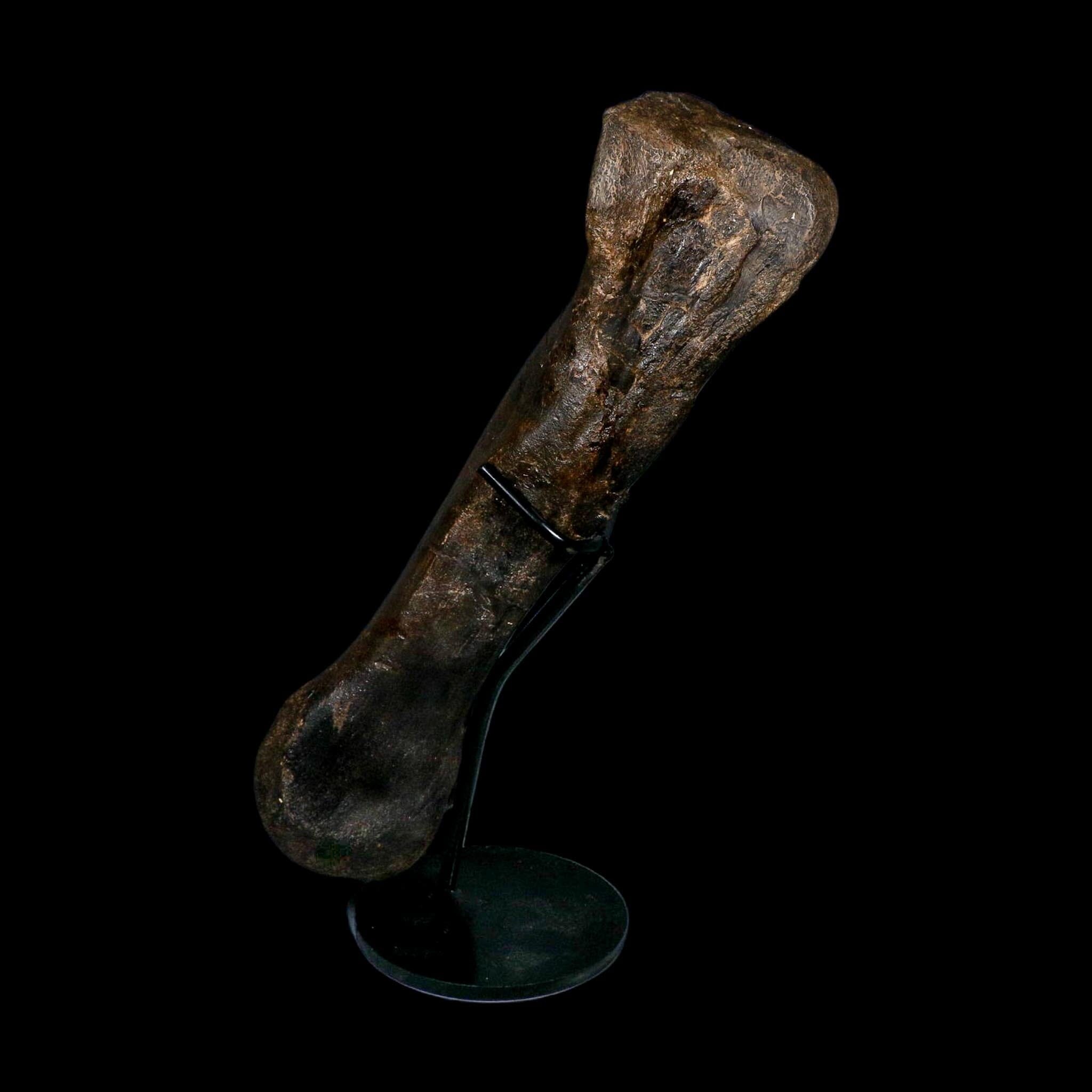 11.5" Hypacrosaurus Dinosaur Fossil Toe Bone Two Medicine FM MT COA And Stand