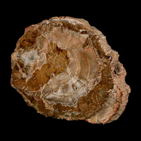 4.3" Fossilized Polished Petrified Wood Branch Madagascar 66-225 Million Yrs Old - Fossil Age Minerals