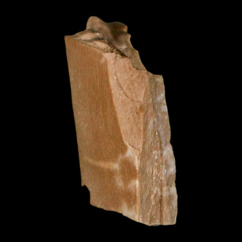 0.9" Tyrannosaurus Rex Fossil Bone Dinosaur Lance Creek Formation Wyoming COA - Fossil Age Minerals