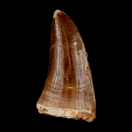 XL 2.4" Tylosaurus Mosasaur Fossil Tooth Cretaceous Dinosaur Era COA, Stand