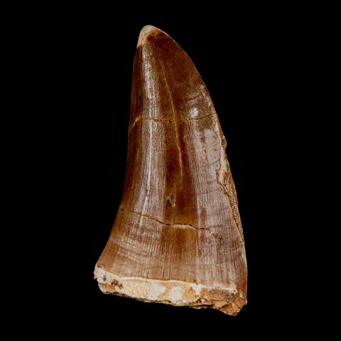XL 2.4" Tylosaurus Mosasaur Fossil Tooth Cretaceous Dinosaur Era COA, Stand