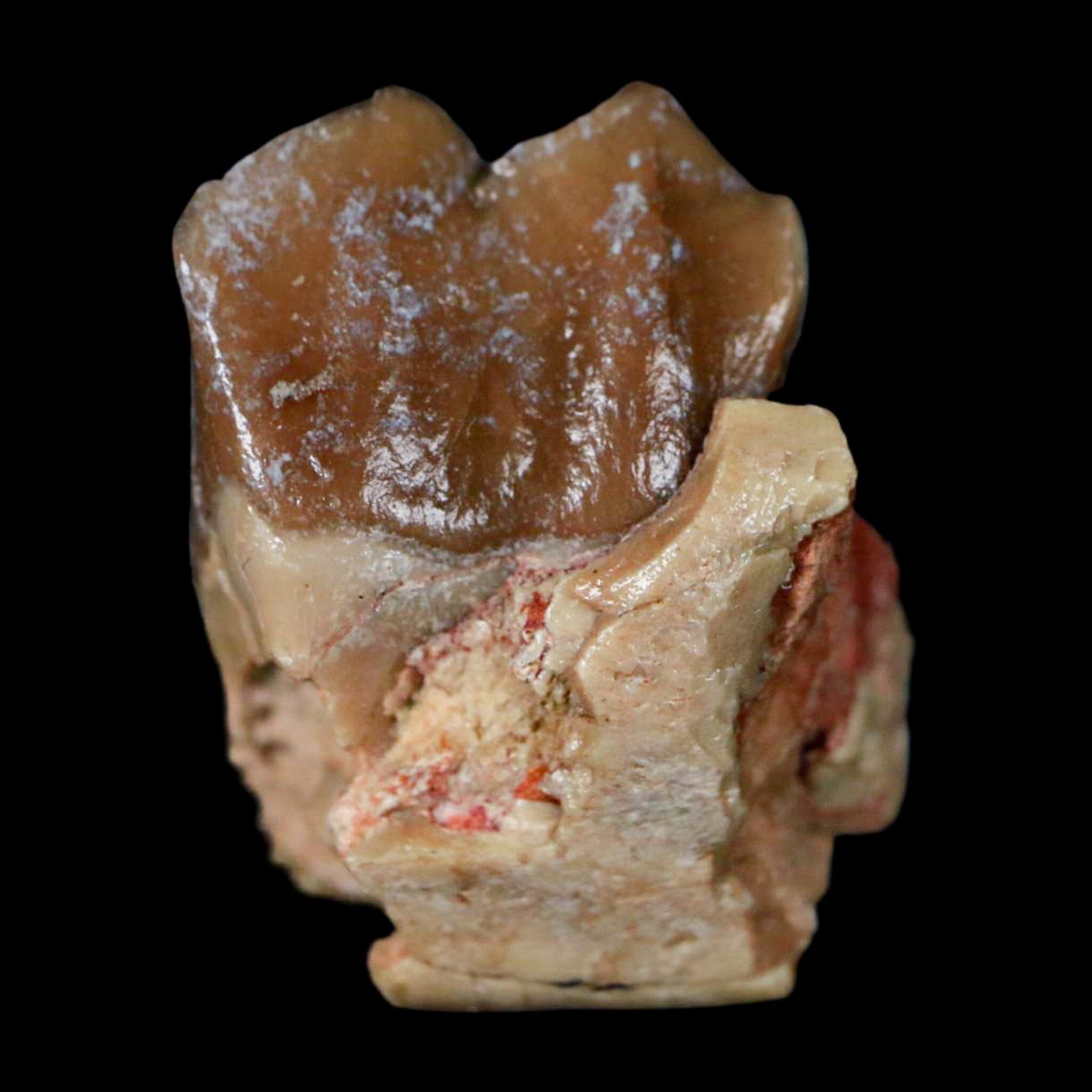 0.9" Poebrotherium Wilsoni Fossil Jaw Teeth Primitive Camel SD Badlands COA Display - Fossil Age Minerals