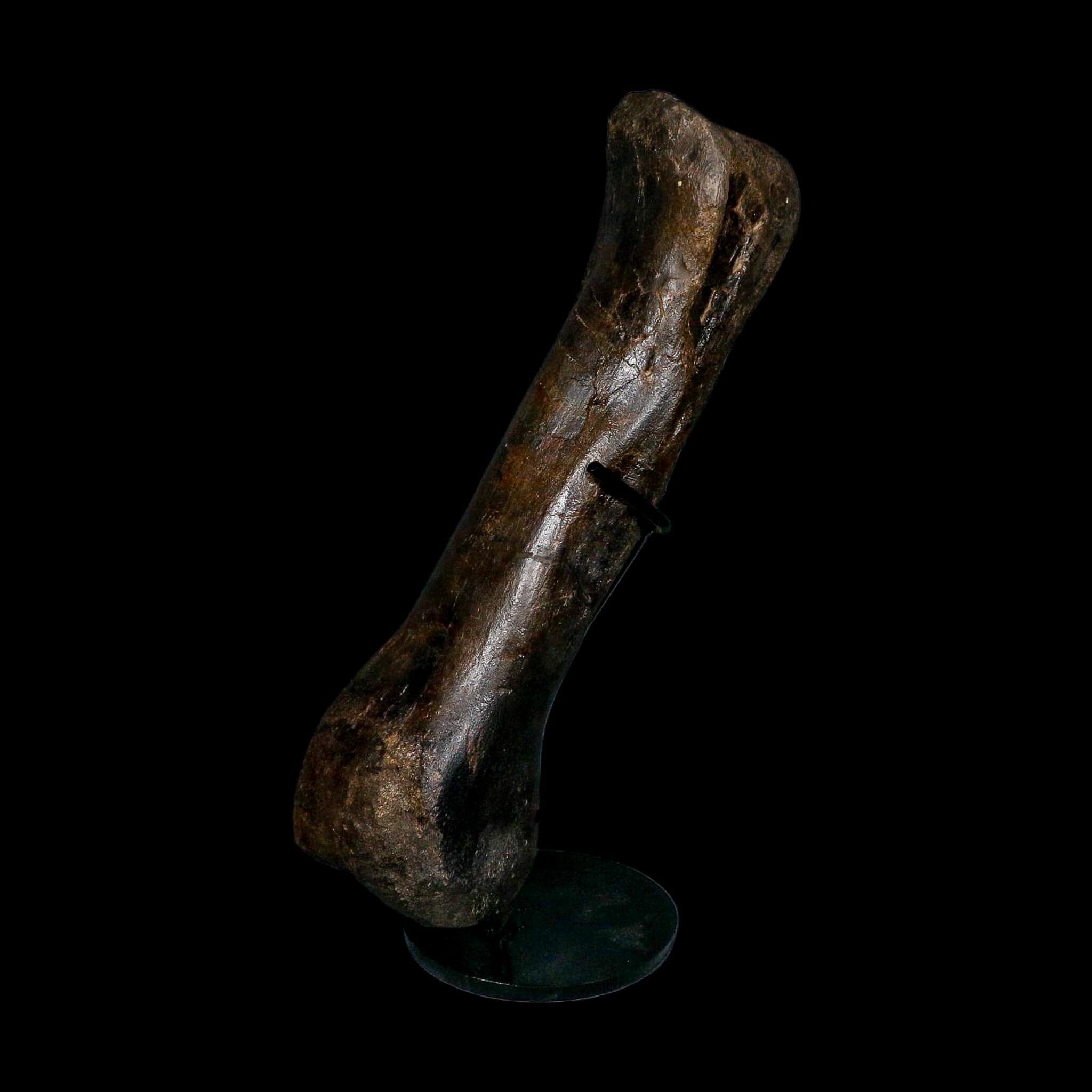11.5" Hypacrosaurus Dinosaur Fossil Toe Bone Two Medicine FM MT COA And Stand